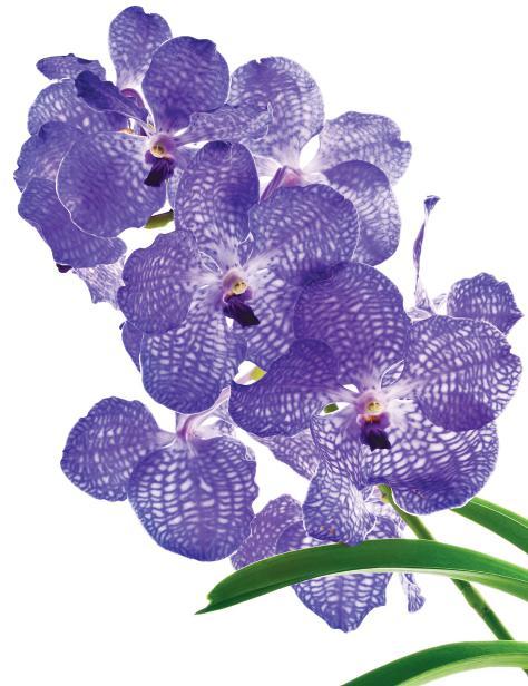 Seasonal Orchids