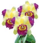 packaged orchids allows consumers