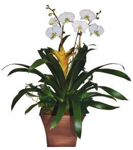 Phalaenopsis,