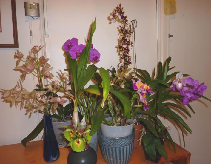 So I have finally learned the most important lesson of orchid growing: know what conditions you can manage and buy orchids that like those conditions!