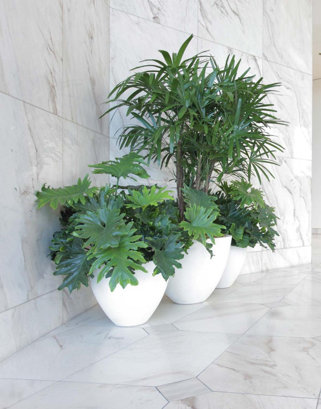 Planters Marcas Sonia Erin Miles L M S 31 in Dia x 23 in H 24 in Dia x 19 in H 22 in Dia x 14 in H Marcas Planters / S, M / Chalk / Standard finish We ve designed our planters to be simple
