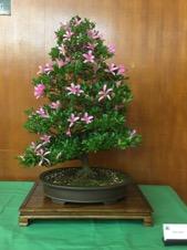 We will also have the slideshow of our Spring Show at that time and raffle Johnny s demo tree.