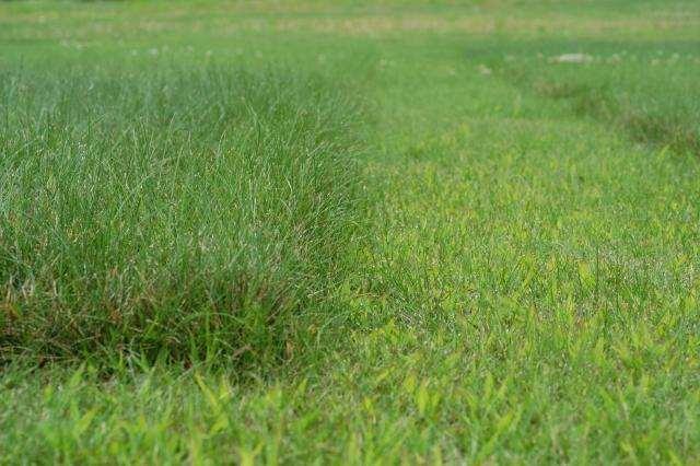 Mowing Weeds that indicate