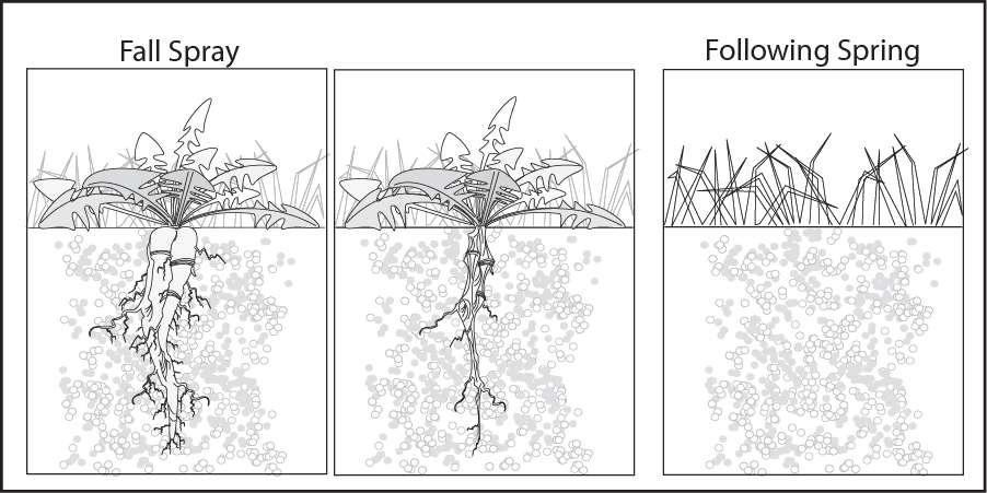 False dandelion Apply in the fall (October 4 = 10/4