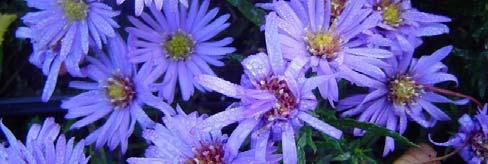 Aster,