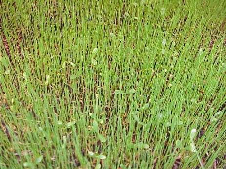 Red Fescue A hardy & vigorous grower