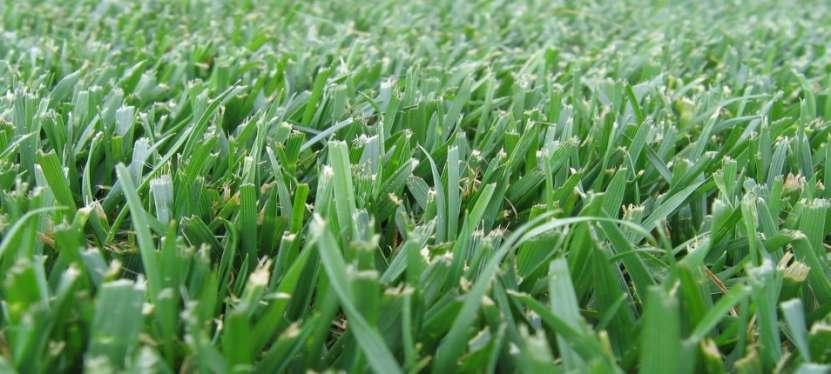 Tall Fescue Use only turf type Coarse compared to other