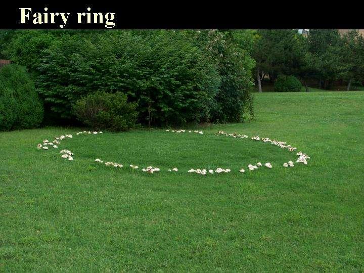 Diseases Fairy ring