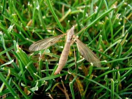 European Crane Fly Tipula paludosa Looks like a huge mosquito Does not bite Larva feed on root crowns Adults Aug-Nov