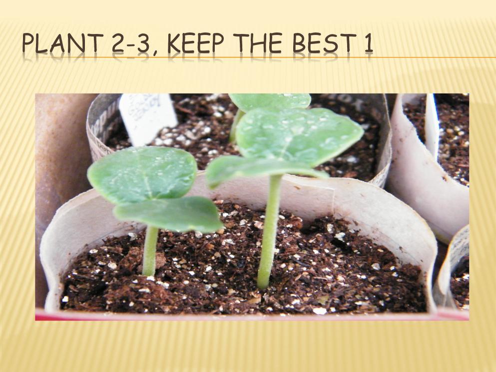 When planting single cells or containers, plant 2-3 seeds then thin
