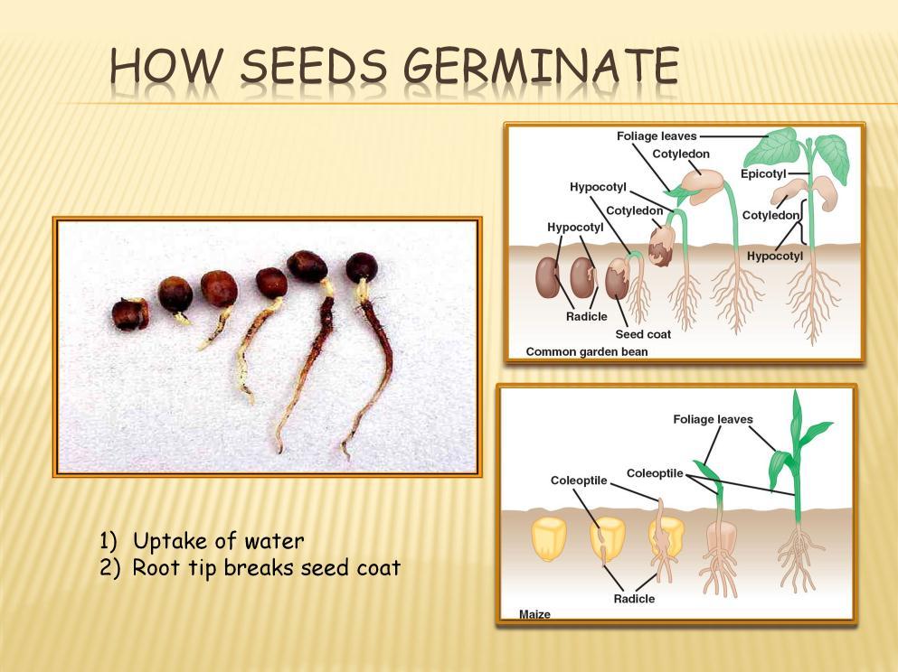 Imbibition - Uptake of water after the protective seed coat enzymes have broken down increases weight of seed by 60% Digestion and translocation enzyme activity begins digestion of nutrients in the