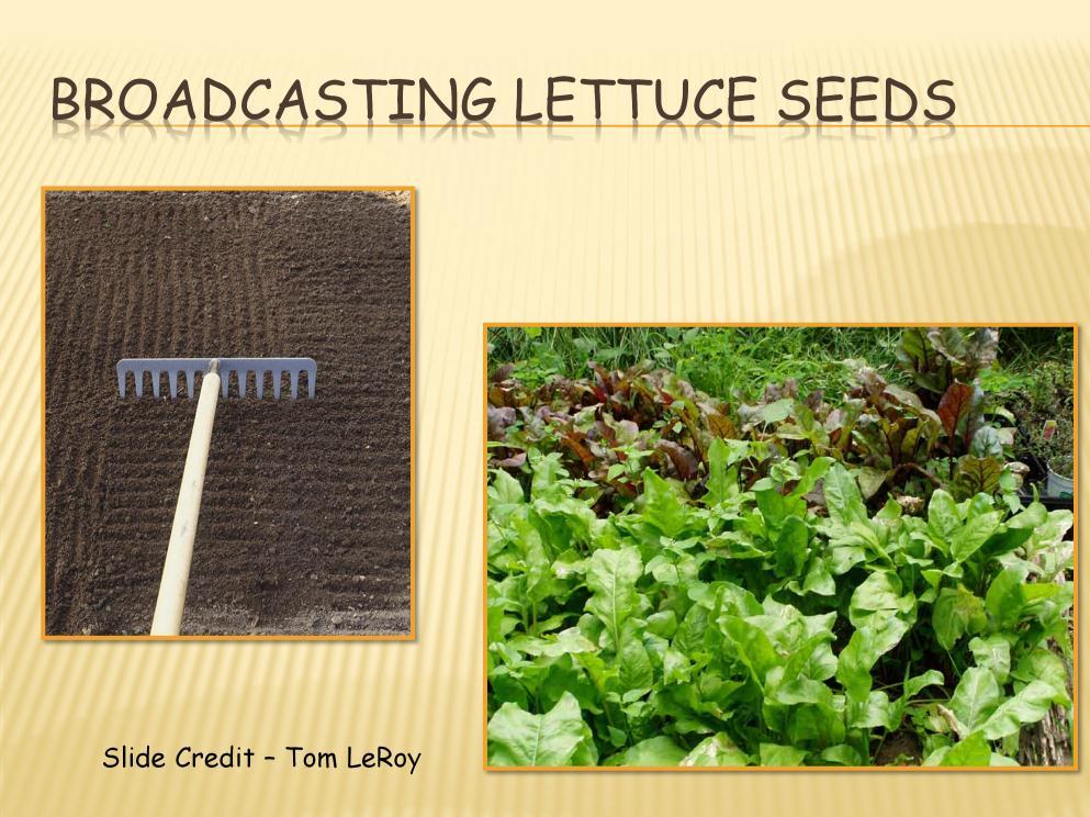 Lettuce seeds are broadcast evenly over the planting bed then racked lightly one way then the other to spread seeds out and lightly cover them.