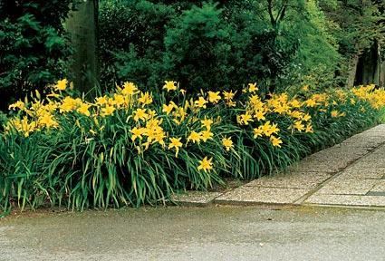 Daylilies (Hemerocallis) Idea 6 (continued): Planting Perennial Plants Height: 1 to 4ft Soil and Light: adapt to a wide range of soil and light