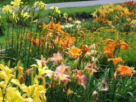 Daylilies are rugged, adaptable, vigorous perennials that endure in a garden for many years with little or no care.