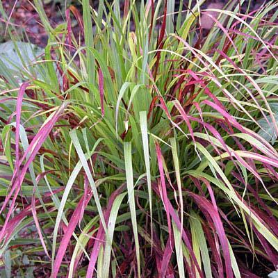 Idea 7 : Planting short growing ornamental grasses NOTE: If planted in front of door it must be a minimum of 5 feet away.