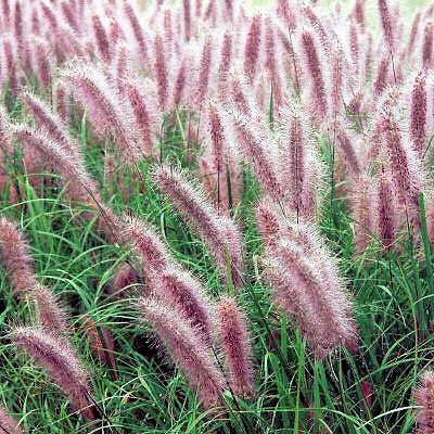summer, burgundy in fall, wheat-colored in winter Flowers: red airy open panicles above foliage, subtle, summer Soil:prefers moist, fertile, well-drained but will tolerate most from dry to boggy
