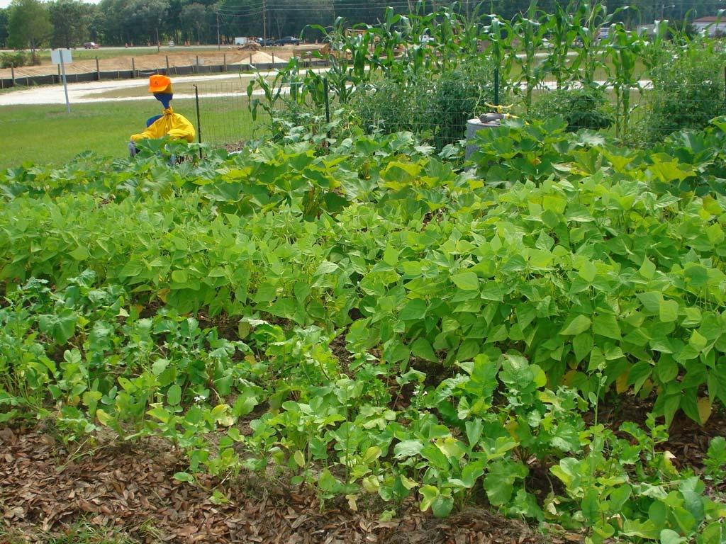 The Value of a Vegetable Garden Personal