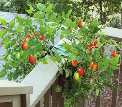 #WP54 Organic Roma Tomato Saddlebag Seed Kit Jardín Orgánico