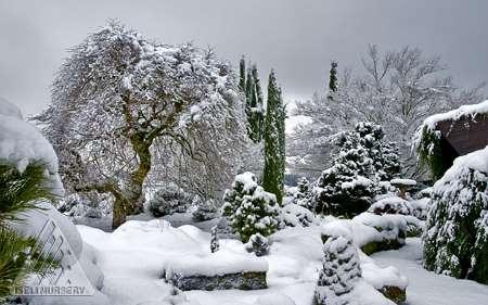 Use evergreens to compliment shade trees Evergreens provide interest in all seasons Great variety through color,