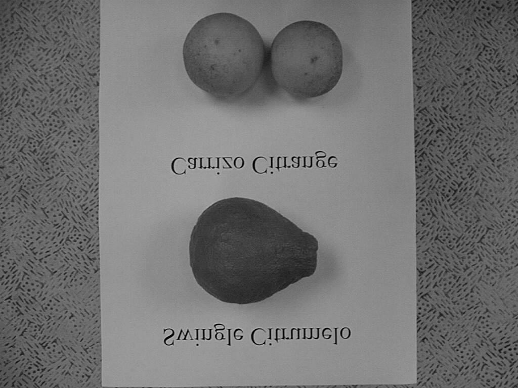 tangelos- Duncan grapefruit x Dancy tangerine Page mandarin- Minneola x Clementine Oro Blanco grapefruit triploid- tetraploid pummelo x grapefruit Breeding Techniques Cross-pollination-