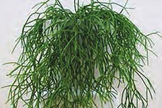 mite attack Scindapsus Pictus Trailing plant Will grow 150cm