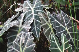 Sanderiana Leaves will grow 40cm long May suffer from mealybug