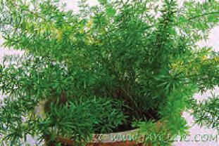 Asparagus Fern is the most popular variety Bright or semi-shade