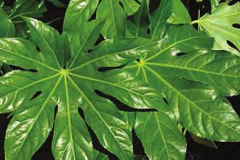Produces white flowers Fatsia Japonica Fast