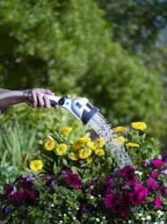 Rain Garden Maintenance: First year Water: Regular watering of plants through growing season of first year to ensure establishment of plants.