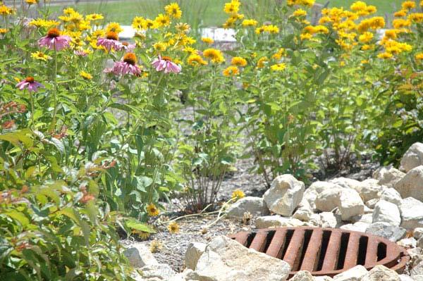 Rain Garden Plant Considerations Mostly sunny, sunny, or partial shade Native, non-invasive species Resistant to the stress from both brief periods of pooling as well