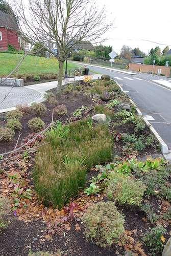 Trees in Rain Gardens Add height Extensive root systems For small rain gardens, 1 small tree