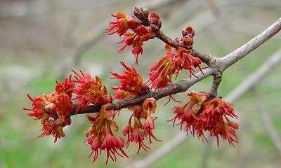 Red Maple Acer rubrum Native