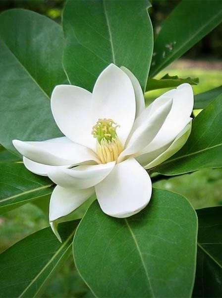 Sweet Bay Magnolia virginica Semi-evergreen tree to 30, often