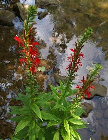 Native Wetland Plants Tolerate wet conditions many also tolerate intermittent drought Accustomed to our climate and