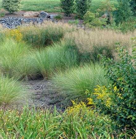 Perennials and Grasses in Rain Gardens For color and