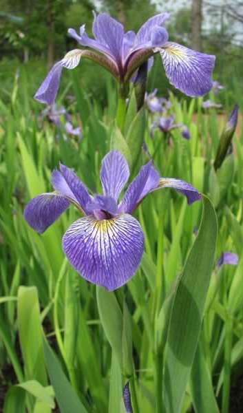 Siberian Iris, Iris sibirica,