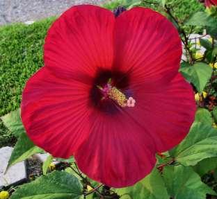 Moy Grande Red Star, Texas Star Hibiscus