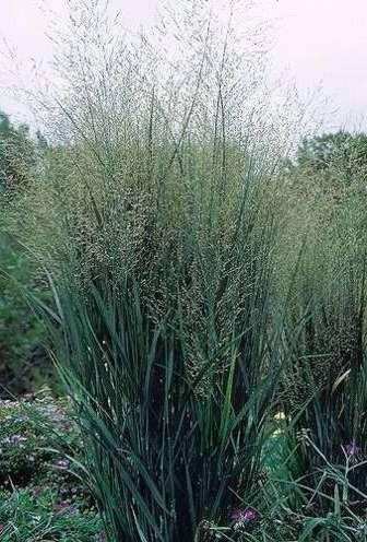 Panic Grass, Switch Grass Panicum virgatum Native Quick, standard Shenandoah Prairie Fire, 3