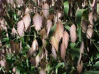 latifolium Native