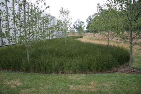 Semi-evergreen Grass like plant