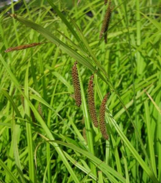 Sedges Carex species Many native species available from