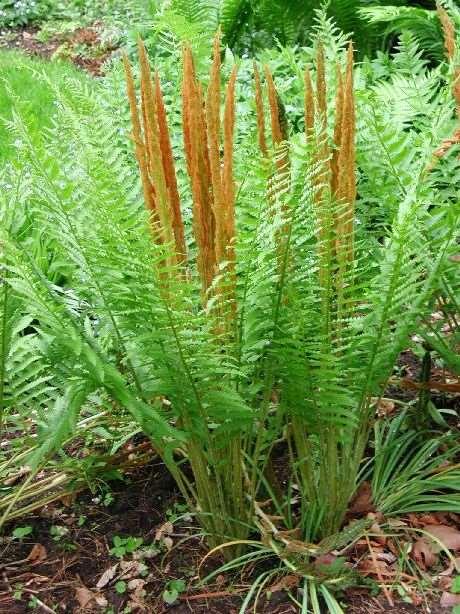 Ferns Many native ferns for moist soils Most prefer