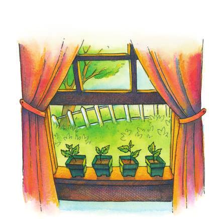 First, plant tomato seeds in small pots. Put the pots in a warm, sunny place in your house. Water them.