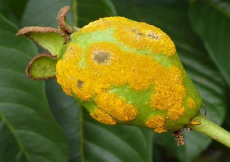 What is myrtle rust?