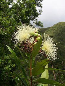 Most susceptible hosts include: Agonis flexuosa (willow myrtle), Chamelaucium uncinatum (Geraldton wax),