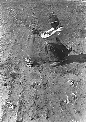 Soil health as a global issue Not taking care of soil health has far-reaching, damaging consequences 1920 s Dust Bowl lack of soil