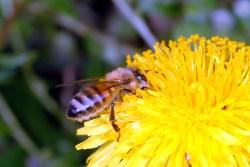 Bees and Pesticides in the Garden By: Ric Bessin, Extension Entomologist I received an email from a backyard beekeeper asking how they can avoid problems to bees when using pesticides in the yard.