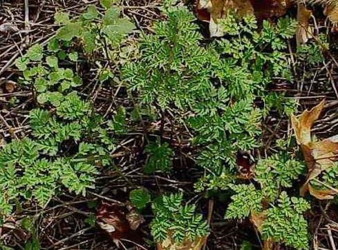 During the past few weeks the evidence of poison hemlock (Conium maculatum) is widespread.