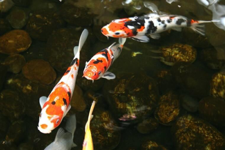 " "Koi" (common carp) are found in rivers and lakes. These carp are used as food. "Nishikigoi" are a spedal breed of carp, which is admired solely for their beauty.