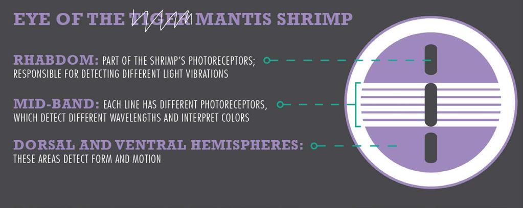 Mantis Shrimp have 16.